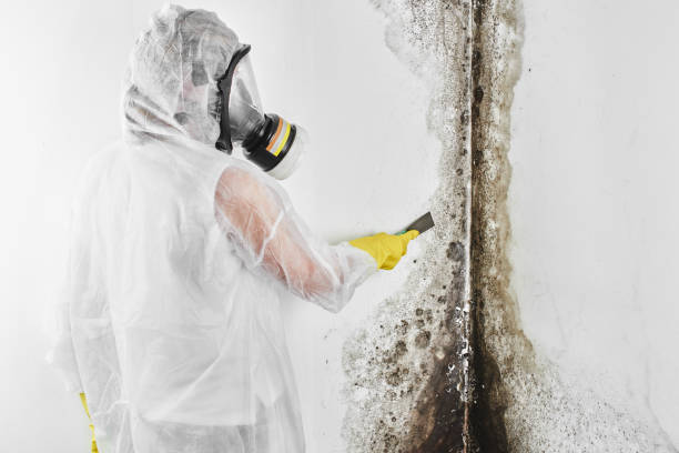 Best Attic Mold Removal  in Elk Rapids, MI