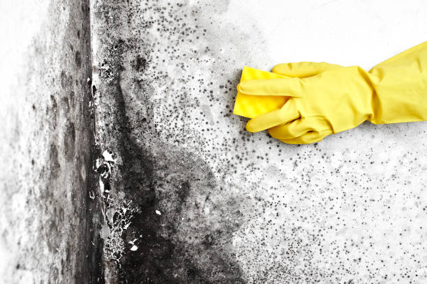 Certified Mold Removal in Elk Rapids, MI