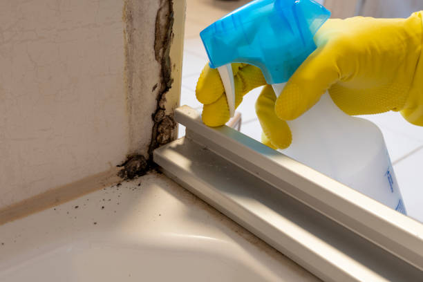 Best Black Mold Removal  in Elk Rapids, MI