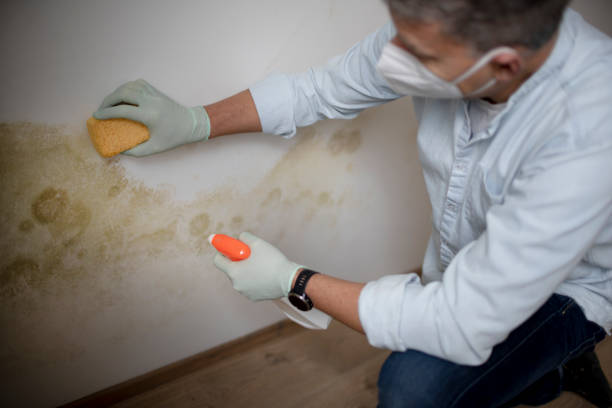 Best Toxic Mold Removal  in Elk Rapids, MI