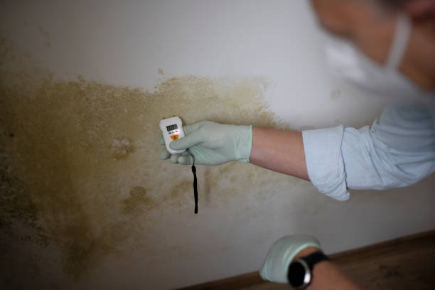 Mold Removal and Inspection in Elk Rapids, MI