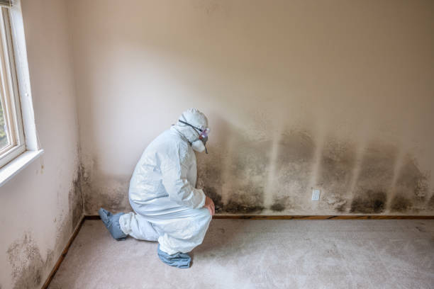 Best Residential Mold Removal  in Elk Rapids, MI