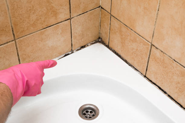 Mold Removal Process in Elk Rapids, MI